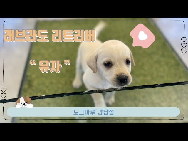 강남래브라도리트리버분양 강남강아지분양 서울래브라도리트리버분양 서울강아지분양 유자 : 강아지분양 도그마루 : 실시간분양 강아지 강남점 강남래브라도리트리버분양 강남강아지분양 서울래브라도리트리버분양 서울강아지분양 유자 : 강아지분양 도그마루 : 실시간분양 강아지 강남점