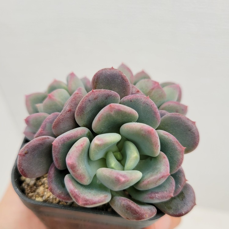 Echeveria Mulan-42 : DK Succulents Korea- Rare Korean Succulents