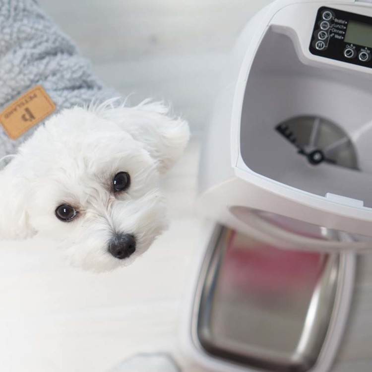 펫 강아지 고양이 자동 급식기 : 통일코리아협동조합