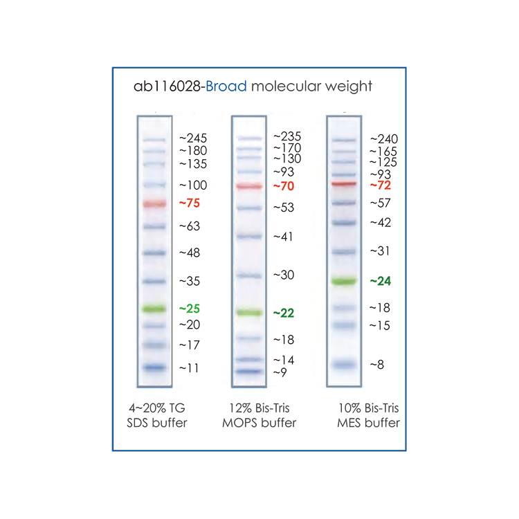 [Abcam] Prestained Protein Ladder DAWINBIO