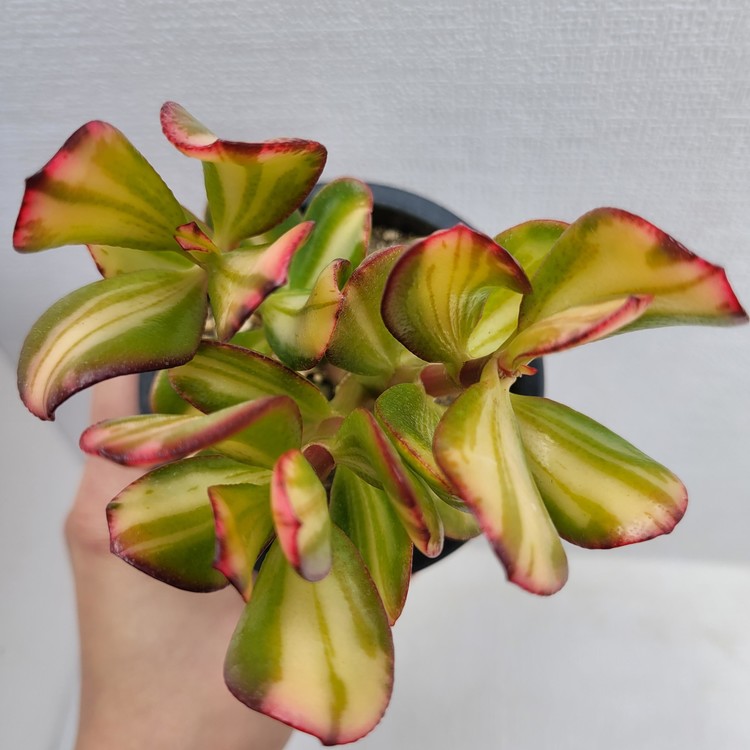 Crassula Deokyang Seagull Variegated 90 Dk Succulents Korea Rare Korean Succulents