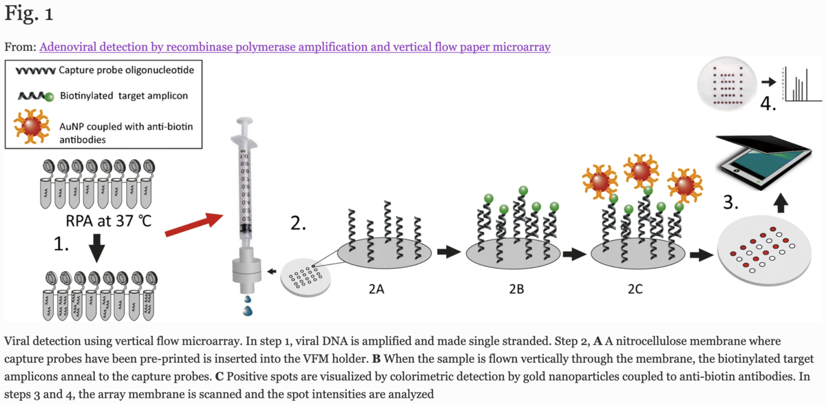 Adenoviral detection by recombinase polymerase amplification(RPA) and ...