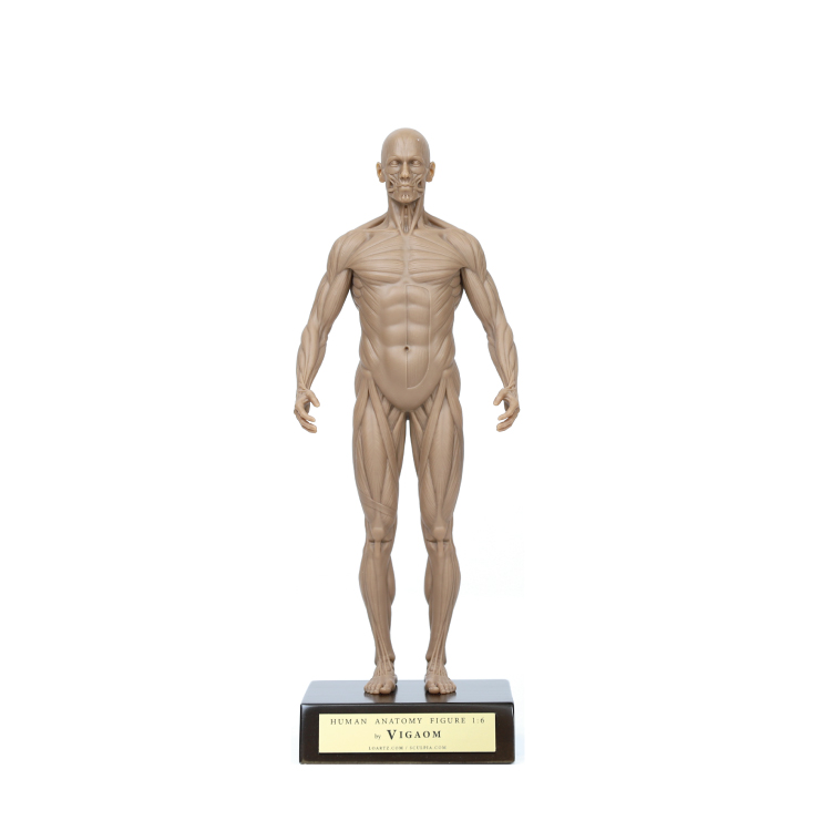 Anatomy Figure (3D Printed 1/6 scaled) (N_M2) : SCULPIA