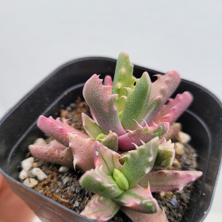 最新入荷 47.Faucaria tigrina variegated 多肉植物 lambda-mdl.de