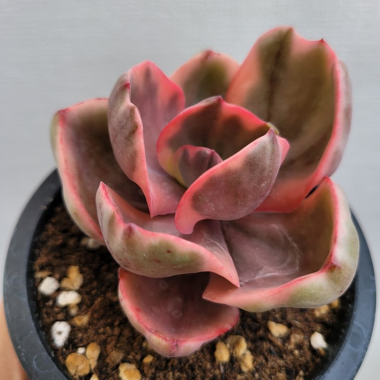 Echeveria Golden State Variegated-174 : DK Succulents Korea- Rare