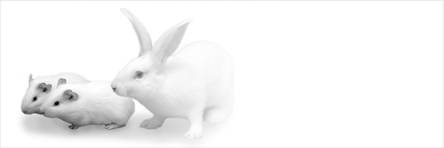 Rabbit&Guinea pig