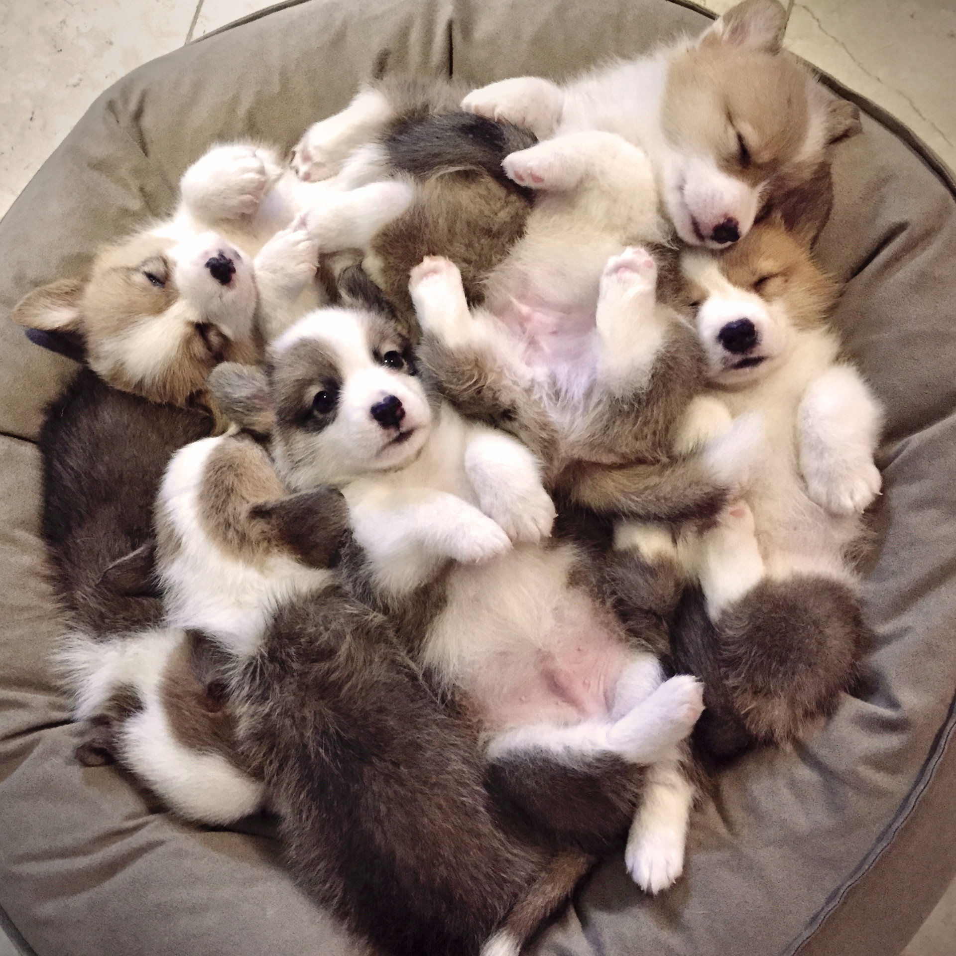 8CORGI HOUSE