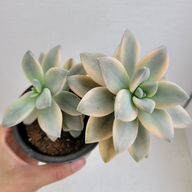 Graptopetalum Paraguayensis Awayuki Variegated (Damseol)-6 : DK ...