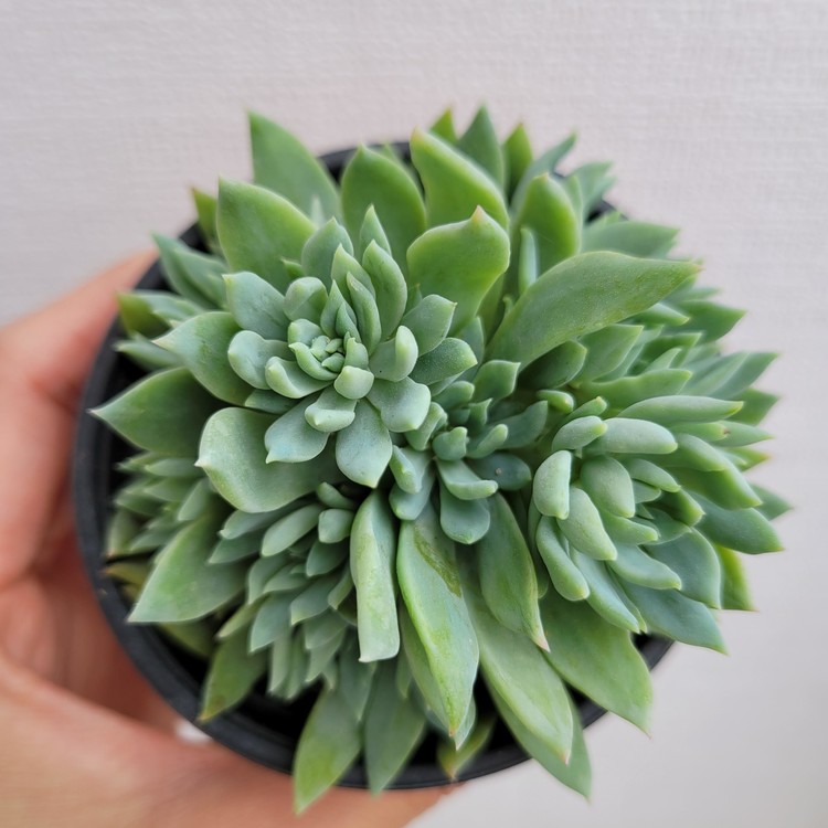 Graptoveria Fanfare-8 : DK Succulents Korea- Rare Korean Succulents