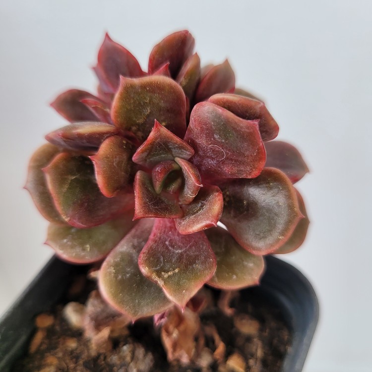 Echeveria Zestar-56 : DK Succulents Korea- Rare Korean Succulents