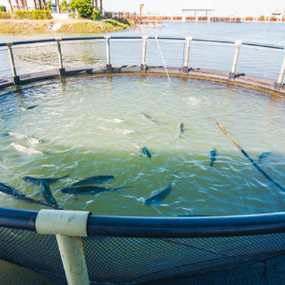 Oxygen Dissolved Water  for Fish Farm