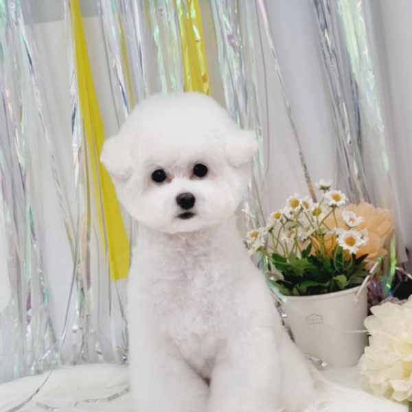 [경기 용인] 꼬씨와펫살롱