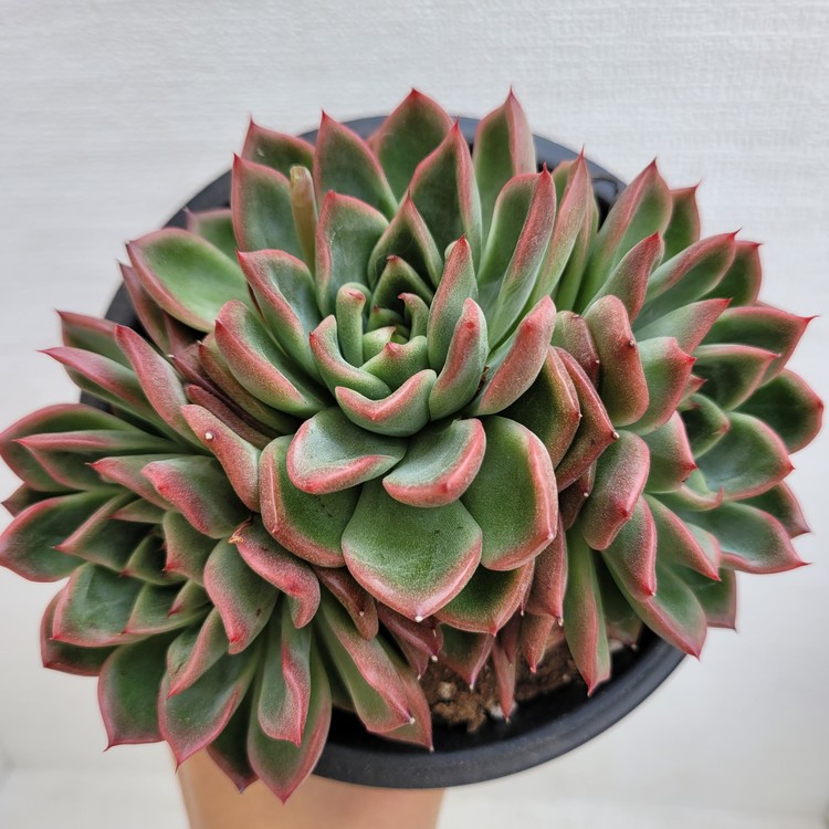 Echeveria Bradley Cluster-194 : DK Succulents Korea- Rare Korean Succulents