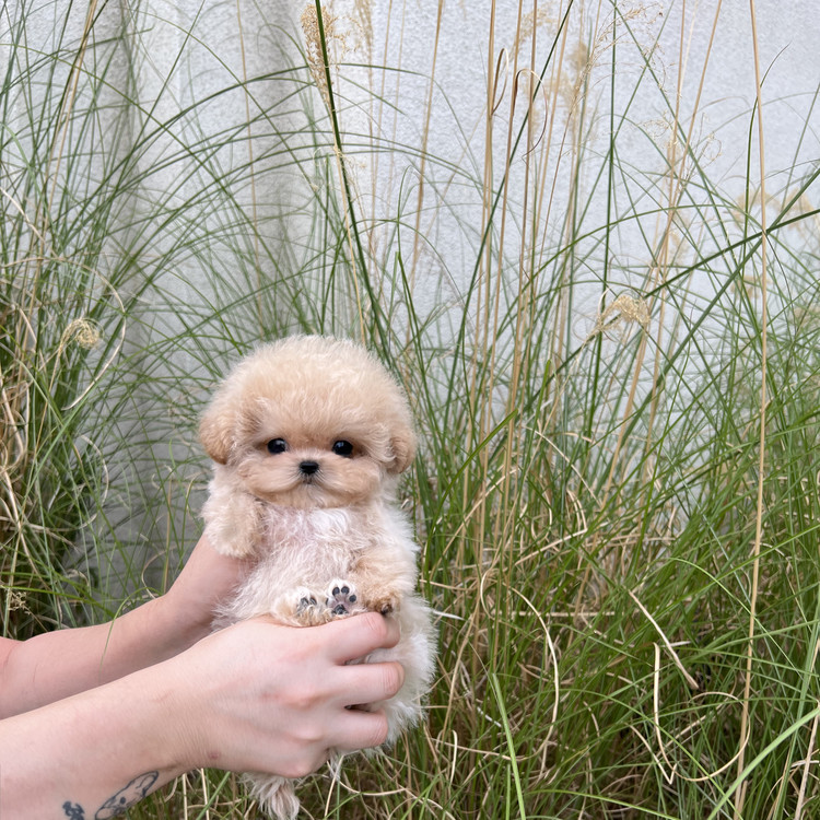 how big do rolly teacup puppies get