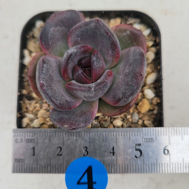 Succulent Garden Euro Wine 4 Pack Color or Black Set – Salty Raven