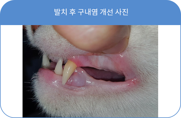 서울탑동물병원 홈페이지