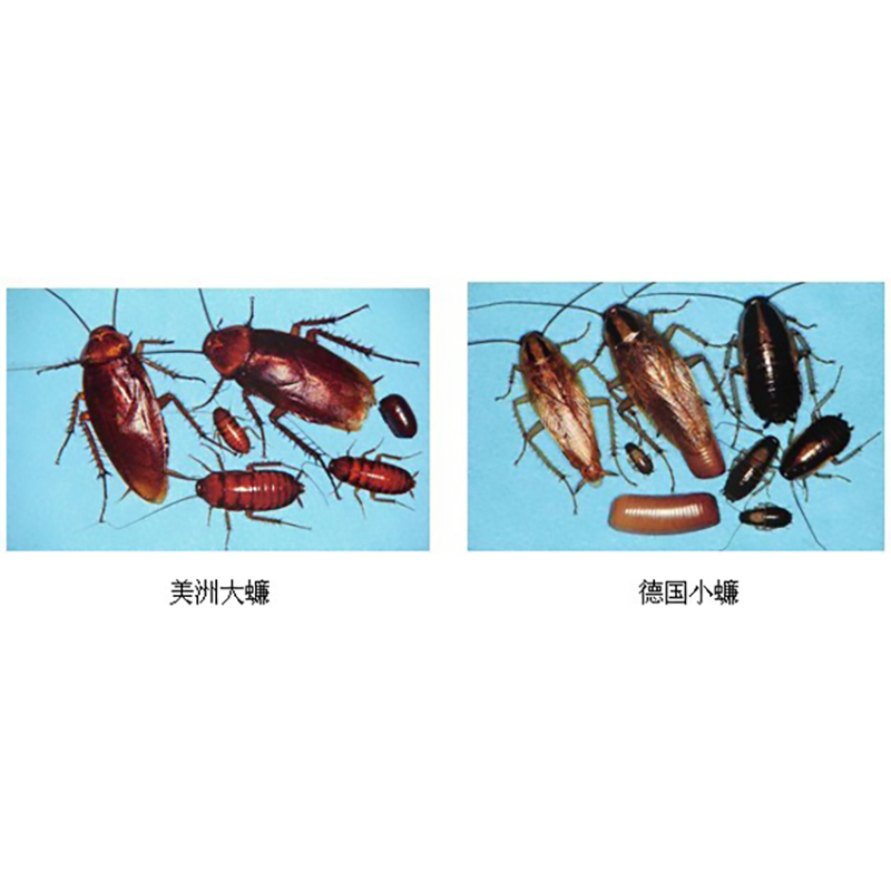 老鼠幼年時期