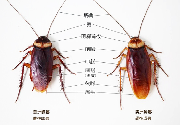 成鼠可分為很多種體型