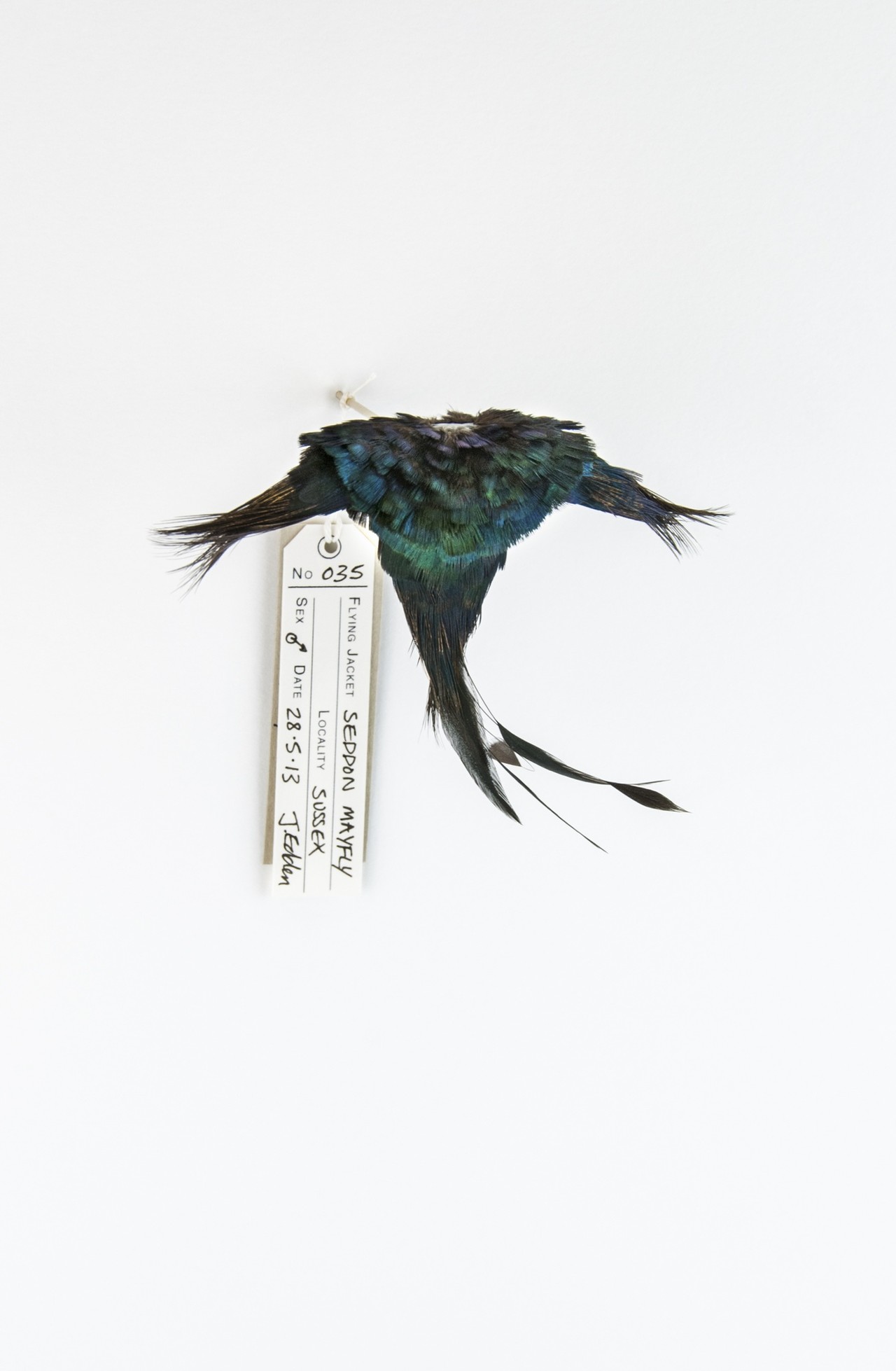 Jane Edden, Seddon Mayfly, 2014, Resin and male pheasant / chicken feathers in perspex case, 20 x 15 x 10 cm, JE 002