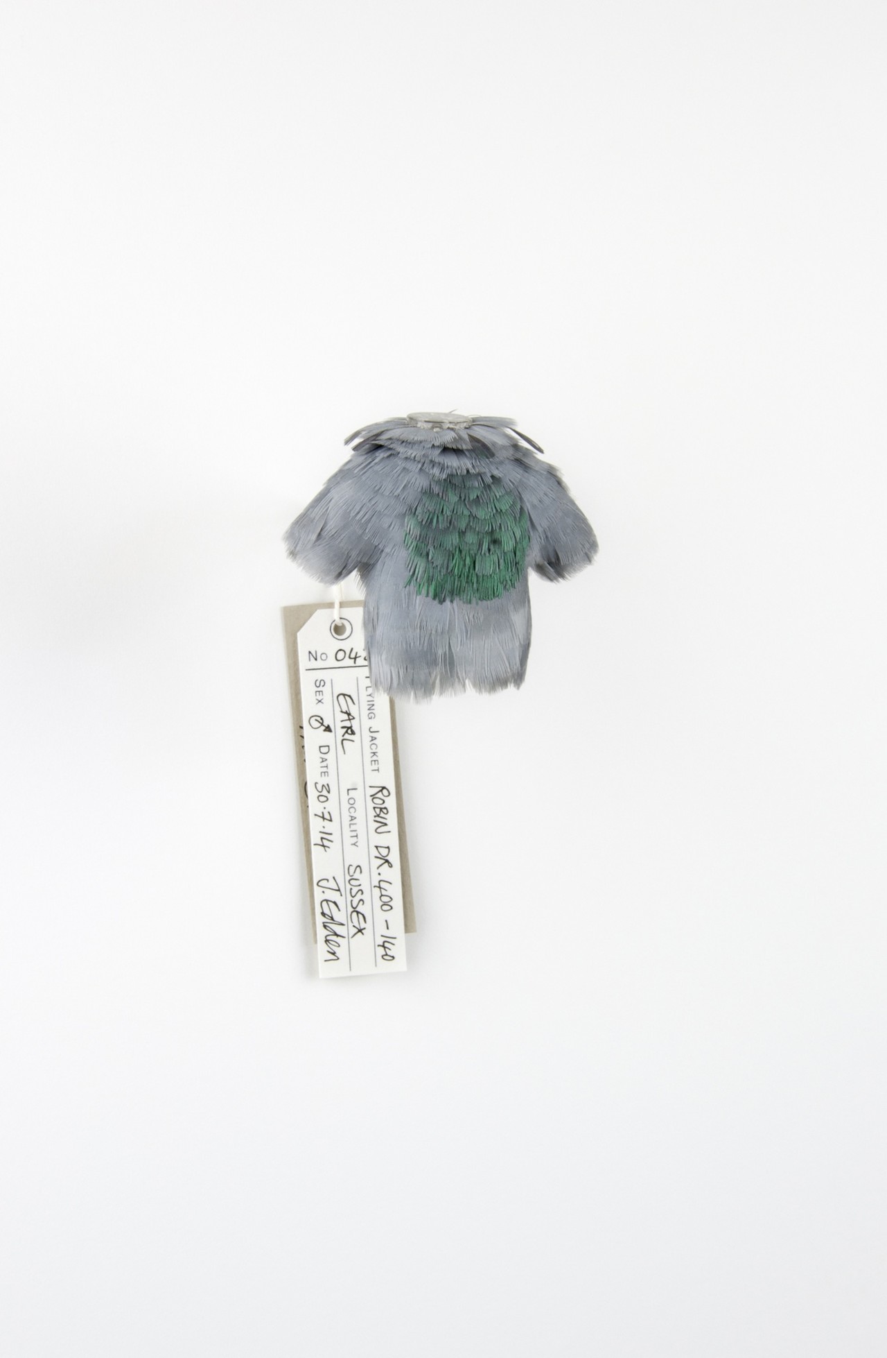 Jane Edden, Robin DR 400-140 Earl, 2014, Resin and pigeon feathers in perspex case, 15 x 15 x 10 cm, JE 001