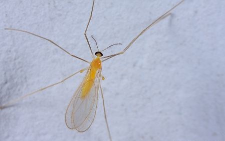 老鼠幼年時期
