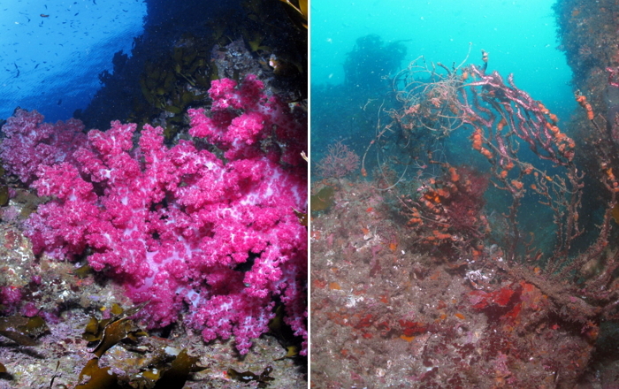 제주 바다 연산호의 변화 ⓒ녹색연합