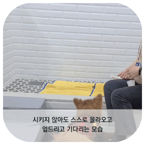 시키지 않아도 스스로 올라오고, 엎드리고 기다리는 모습