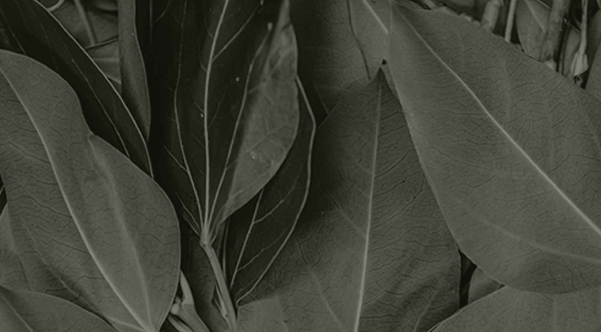 mobile background