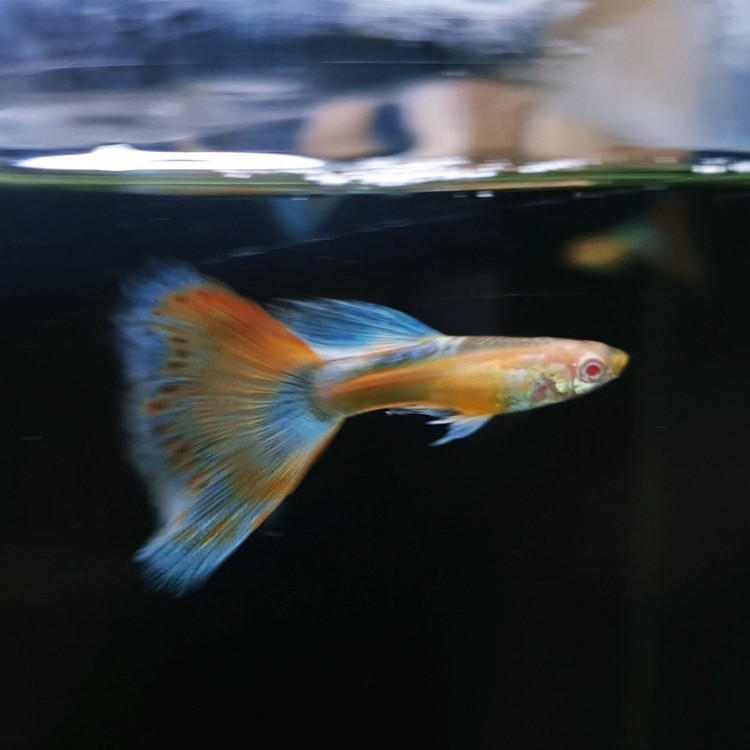 알비노 블루 토파즈 레드테일 ( 리본숫 - 5,000 , 한쌍 - 15,000 ) : 제이디 아쿠아 - Jd Aqua