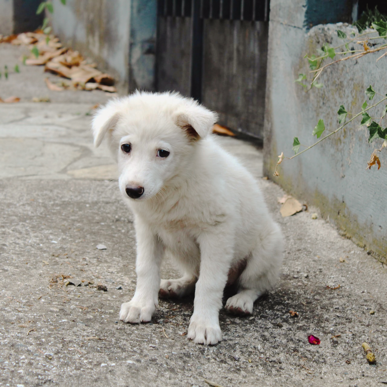 유기견의 가족이 되어주세요