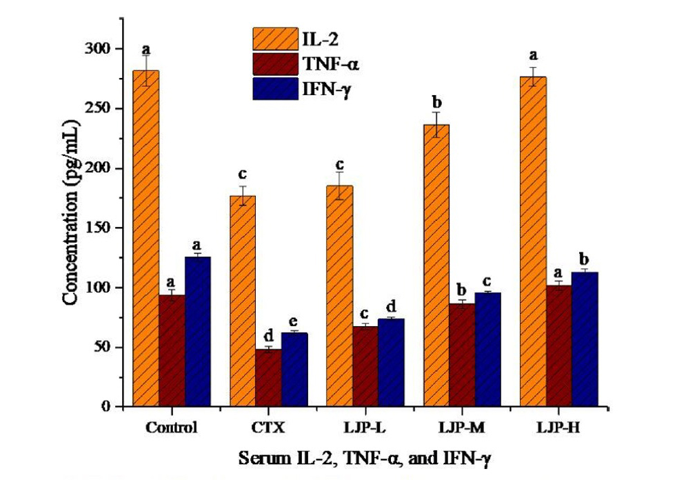 금은화의 우수한 면역 활성 효과