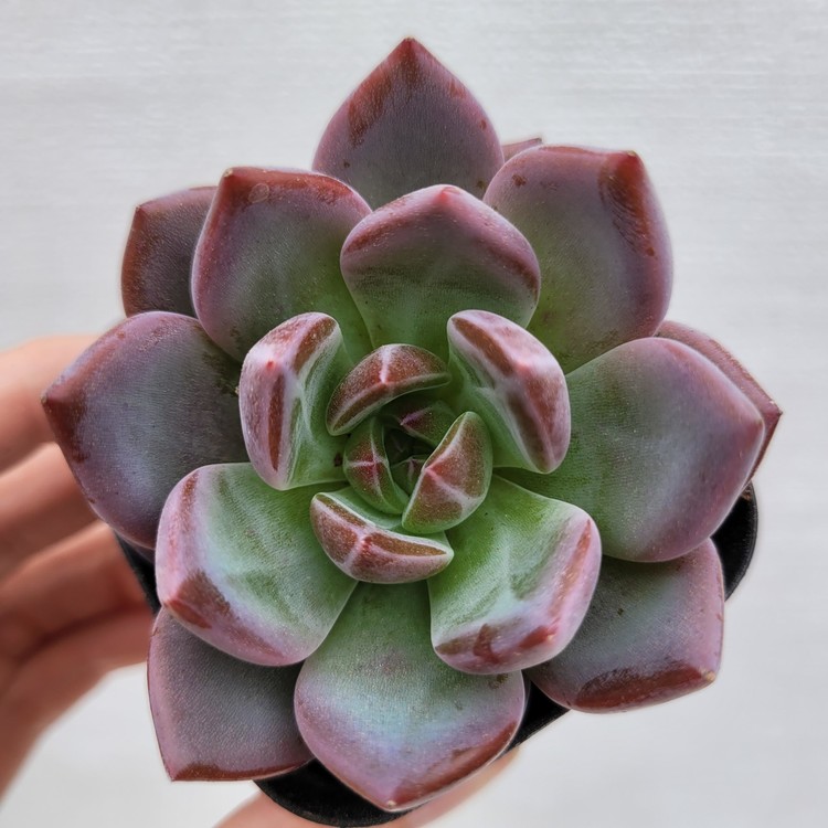 Echeveria Sharmon-10 : Dk Succulents Korea- Rare Korean Succulents