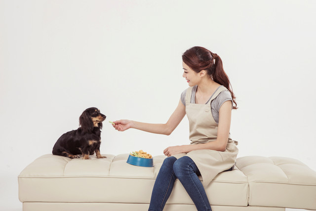 방문 펫케어