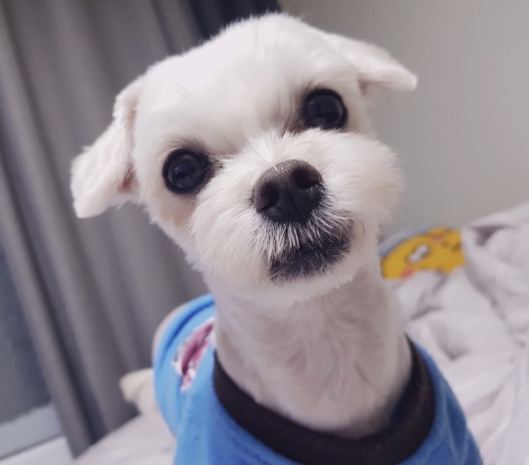사 랑 이 , 고 마 워 그 리 고 사 랑 해 . . .♡ : 씨엘로펫