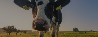 유제품 가공<br/><strong style="font-size:16px; text-transform:uppercase; opacity:0.3;">DAIRY PRODUCTS</strong>