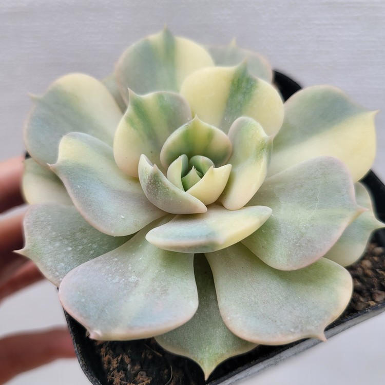 Echeveria Derenceana (lola) Variegated-40 : DK Succulents Korea- Rare ...