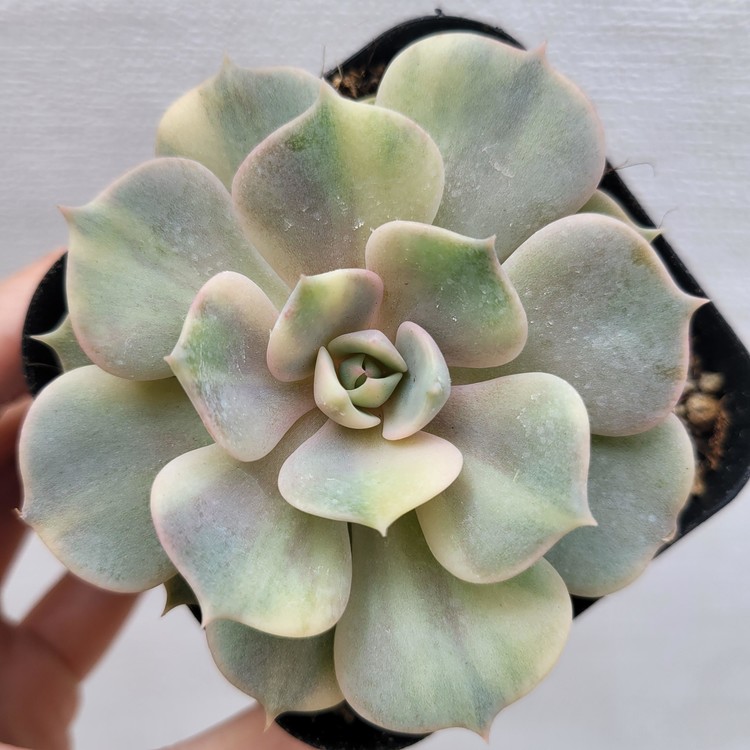 Echeveria Derenceana (lola) Variegated-41 : DK Succulents Korea- Rare ...