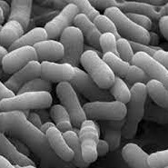BIFIDA FERMENT FILTRATE