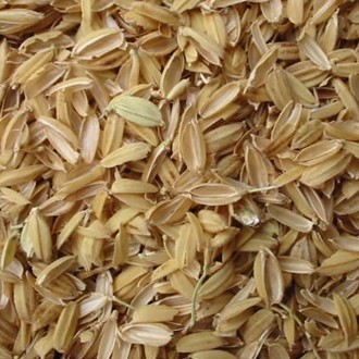 Oryza Sativa (Rice) Bran Extract