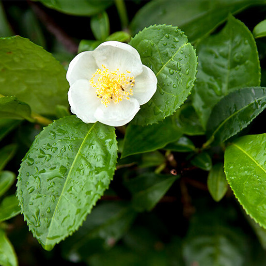 CAMELLIA SINENSIS LEAF EXTRACT