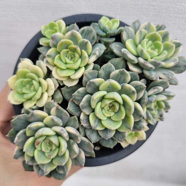 Echeveria Tinkerbell Variegated-72 : DK Succulents Korea- Rare Korean ...