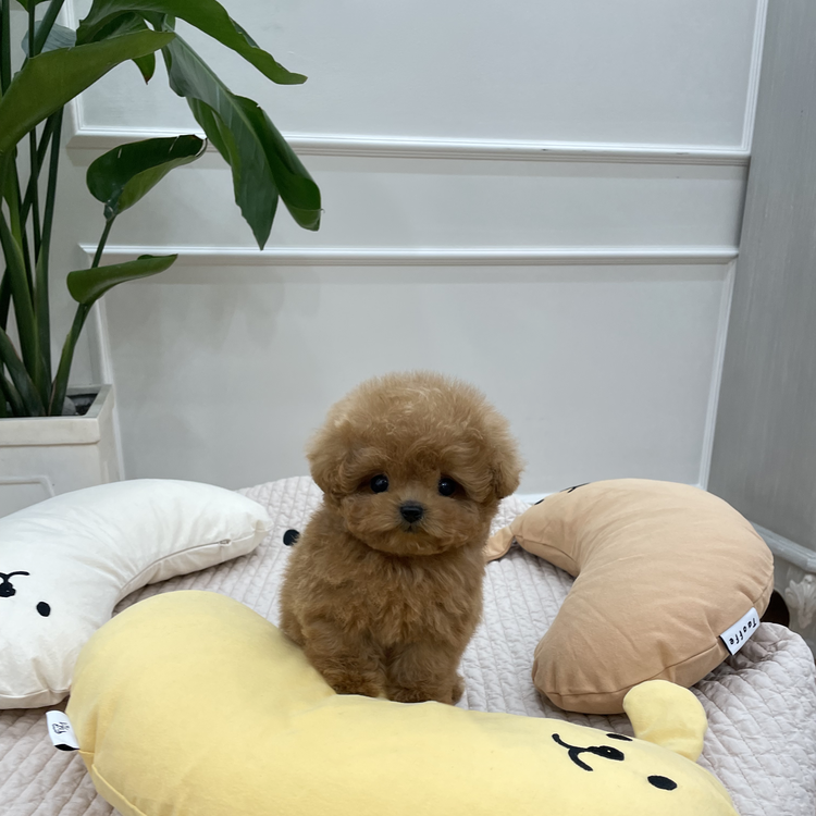 korean micro teacup poodle