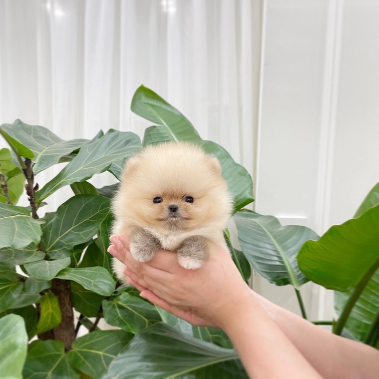 Teacup dogs originated in the US, developed in Japan and South Korea, and  now has been further improved…