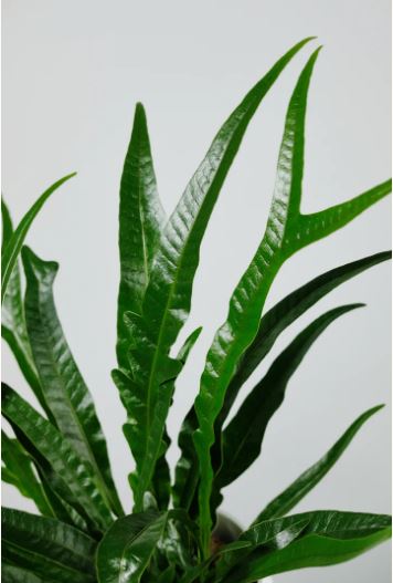 ﻿Aglaomorpha coronans 'Narrow leaf' : 식물을 키우는 감각