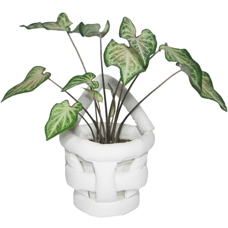 padded plant basket illuseoul 일루서울