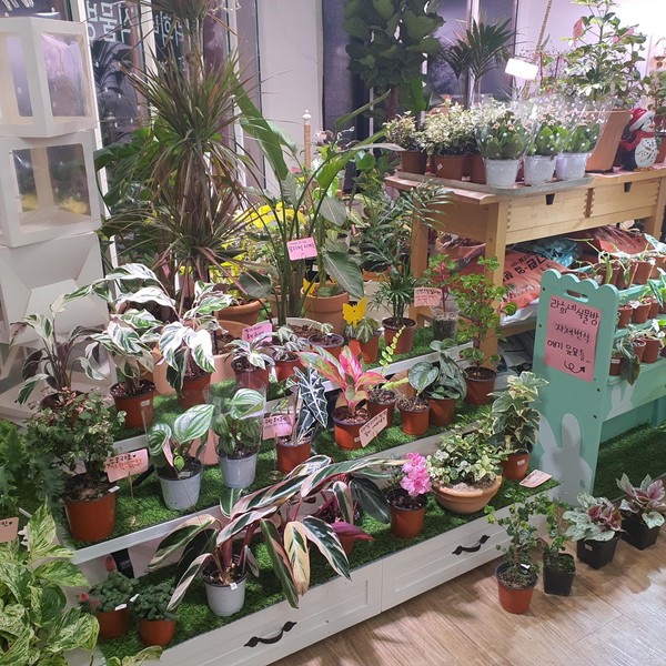 [경기 수원] 라희네 식물방