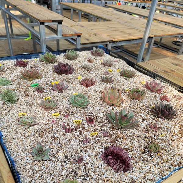 [경기 남양주] 은혜다육