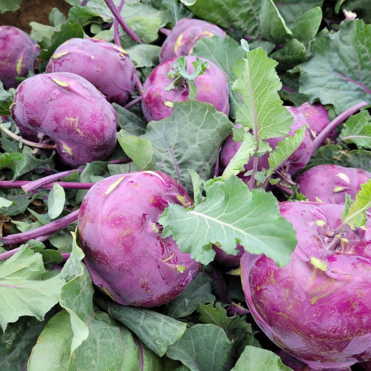 반포농원 제주 알 줄기 양배추는 칼로리가 낮고 식이섬유가 풍부하여 2