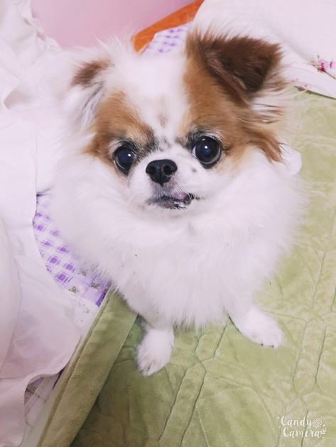 여 우 , 고 마 워 그 리 고 사 랑 해 . . .♡ : 씨엘로펫