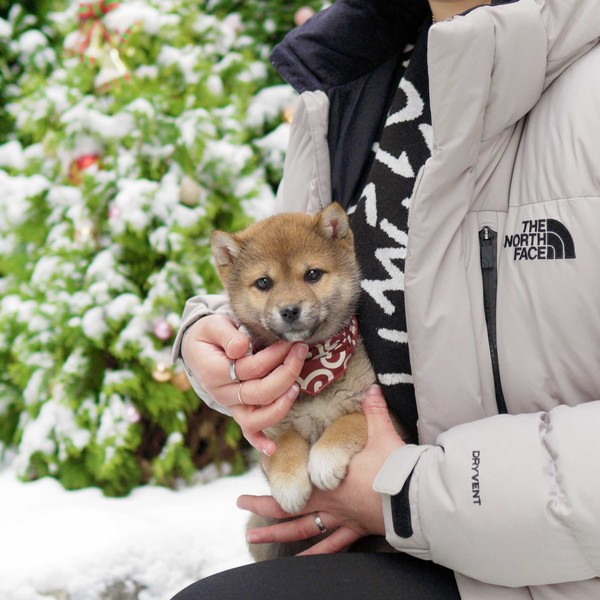 Tenku : Louismong | KCJ Certified Mameshiba & FCI Champion Shiba